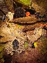 9-IMG_4774.webp